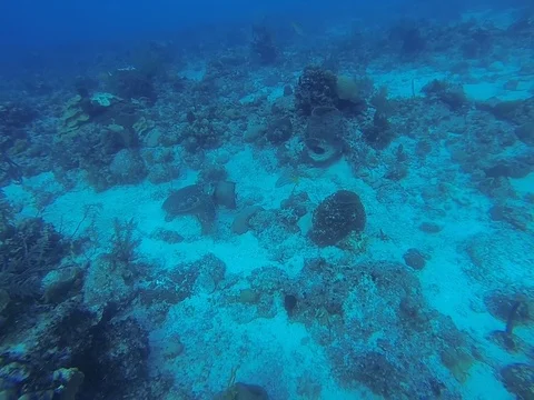 Turtle swimming to surface Stock Footage 101451012