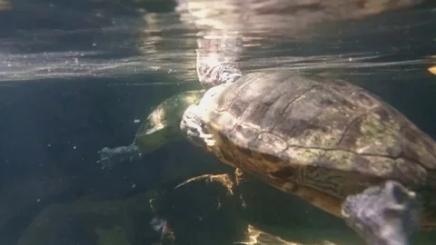 A turtle swimming on the surface Stock Footage 246866282