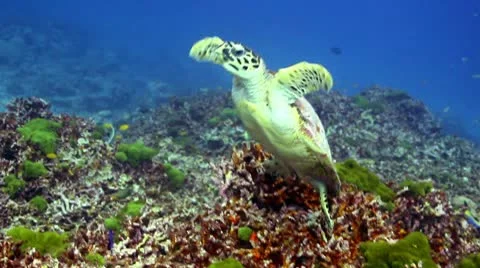Turtle swimming to surface ocean life Stock Footage 10750576