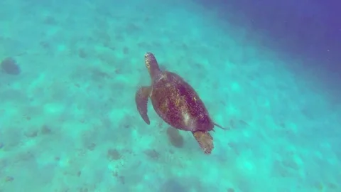 Turtle-swimming-surfacing-for-air Stock Footage 144548031