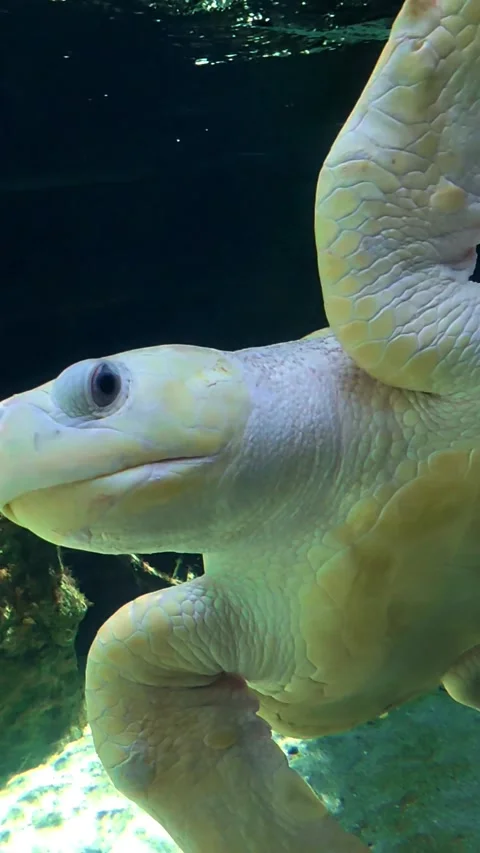 Turtle swimming in a tank Stock Footage 344235313
