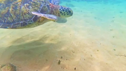 Turtle Swimming through clear water Stock Footage 330979092