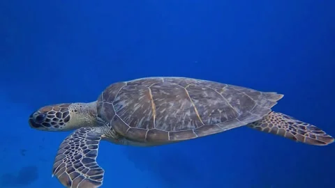 Turtle swimming towards the deep Stock Footage 233226068