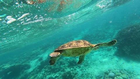 Turtle swimming in tropical water. Stock Footage
