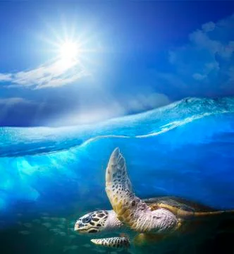 Turtle swimming under clear sea blue water with sun shining on sky above use  Stock-Fotos