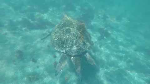 A turtle swimming under water Stock Footage 155404848