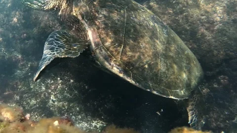 Turtle swimming under water Video stock 313161583