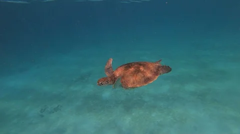 Turtle Swimming Underwater with Diver Stock Footage 127757579