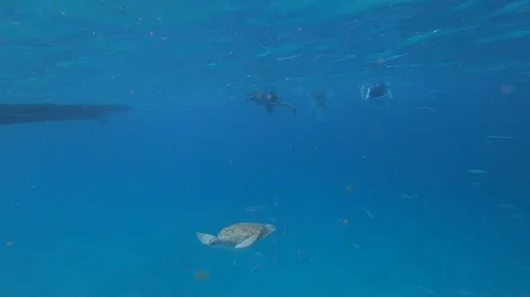 Turtle Swimming Underwater with Fish Stock Footage 127757434