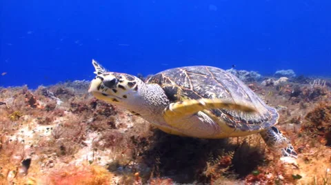 Turtle swimming underwater Stock Footage 1067998
