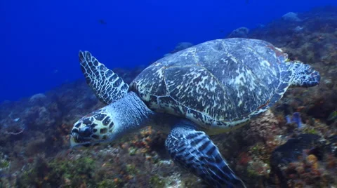 Turtle swimming underwater Stock Footage