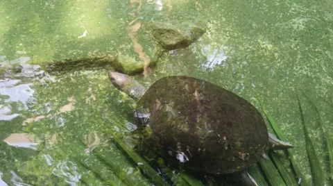 Turtle swimming underwater Stock Footage 42856196