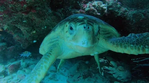 A turtle swimming underwater Stock Footage 155404346
