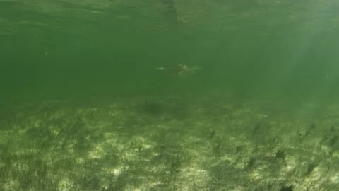 Turtle Swimming Underwater Stock Footage 209254810