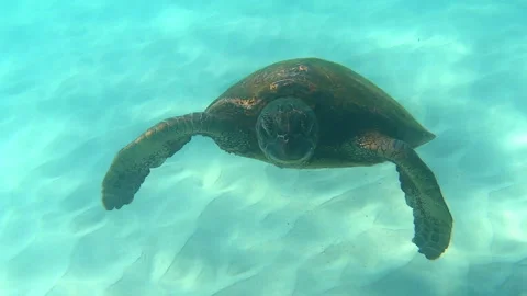 Turtle swimming underwater Video stock 313160637