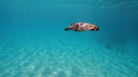Turtle Swimming Underwater Stock Footage 340846301