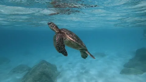 Turtle Swimming Underwater Sand Snorkel Dive Waimea Bay Hawaii 4K Stock Footage
