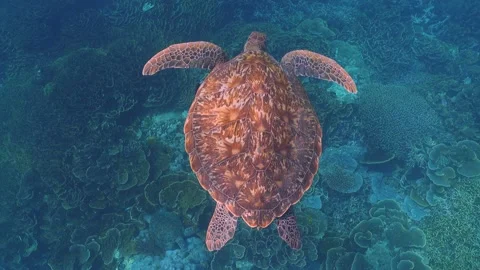 Turtle swimming view from above Siaba island Stock-Footage 205217876