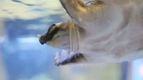 Turtle swimming in the water Stock Footage 57329664