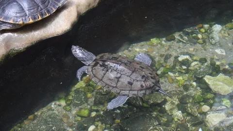 A turtle swimming in water Video stock 114614418