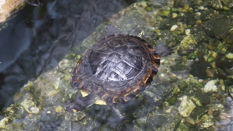 A turtle swimming in water Video stock 114614422