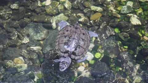 A turtle swimming in water Video stock 114614424