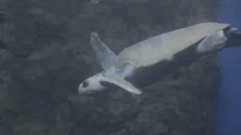Turtle swimming in the zoo Stock Footage 84863670