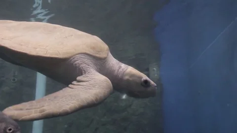 Turtle swimming in the zoo Stock Footage 84863681