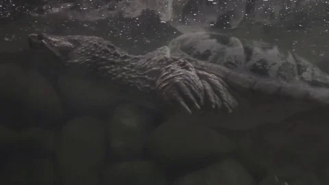 Turtle swimming in the zoo Video stock 84863703