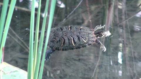 Turtle swimming in a zoo Stock Footage 132641726
