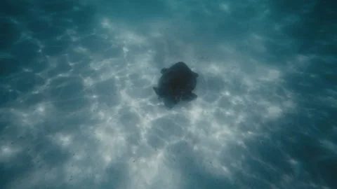 Turtle swims along sandy bottom feeding underwater in Exmouth Australia Stock Footage 277346009