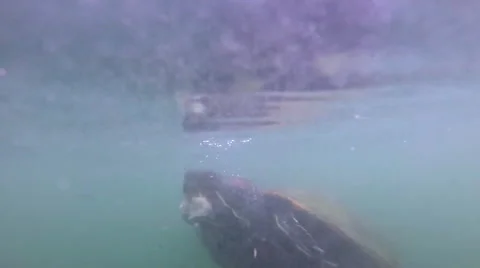Turtle swims up and eats bread - Slow Video stock 65062887