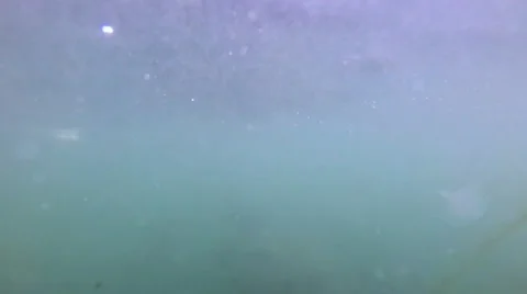 Turtle swims up and eats bread Video stock 65063087