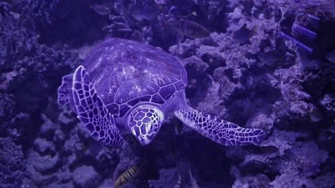 Turtle swims in the aquarium, fish on the background Video stock 165056373