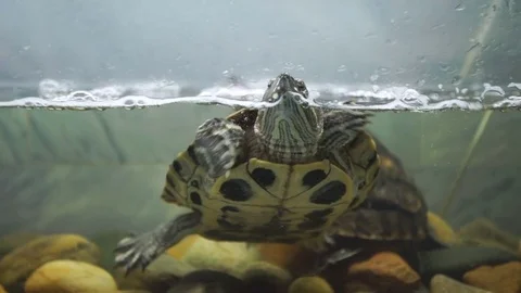 Turtle swims in the aquarium Stock Footage 70377520