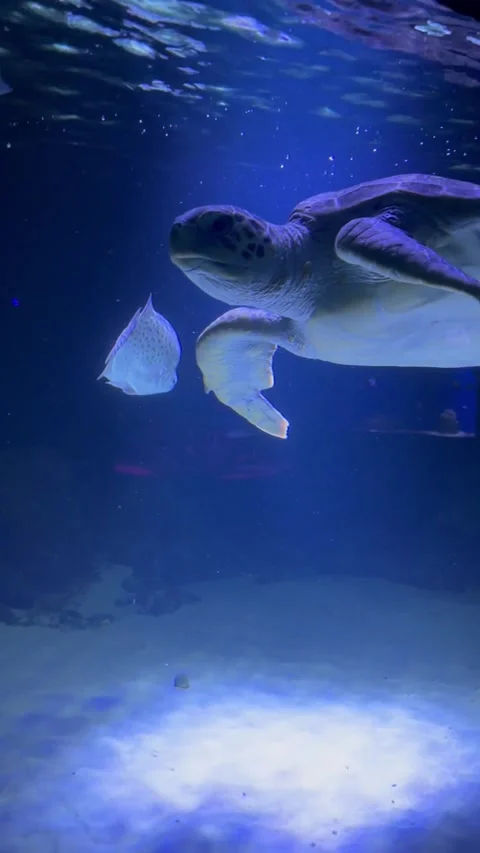 A turtle swims in an aquarium 스톡 동영상 247214297