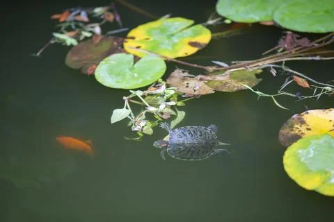 Turtle swims in an artificial pond, top view. Fotos de archivo