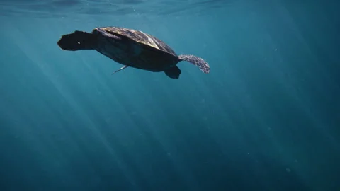 Turtle swims away in slow motion as light rays shine down on it in water Stock Footage 277634473