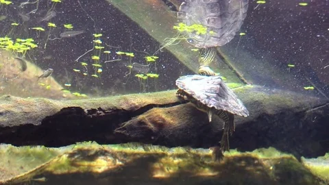 Turtle swims away view from under water Stock Footage 77238257