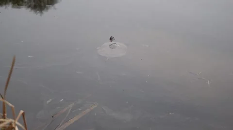 A turtle swims away in water Stock Footage 66863817