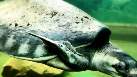 The turtle swims beautifully in the water Stock Footage 345754922