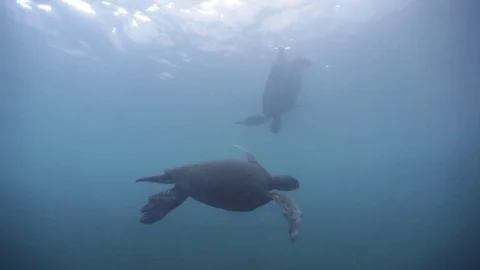 Turtle swims in blue Stock Footage 76688624