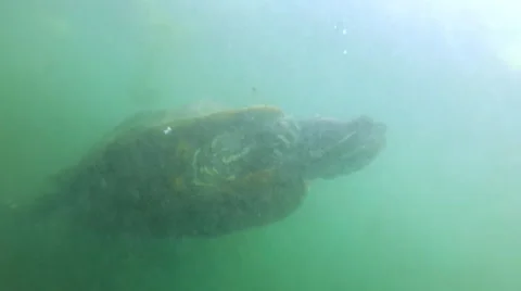 Turtle swims by camera and eats bread Video stock 65063057