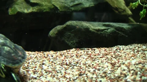 Turtle swims into camera view in enclosed tank silent Stock Footage 40729440