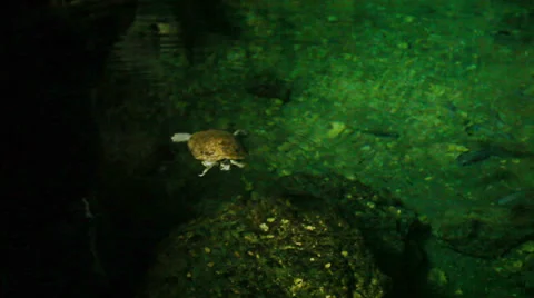 A Turtle Swims in Cave Water Video stock 36567838