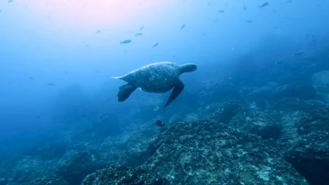Turtle swims in circle Stock Footage
