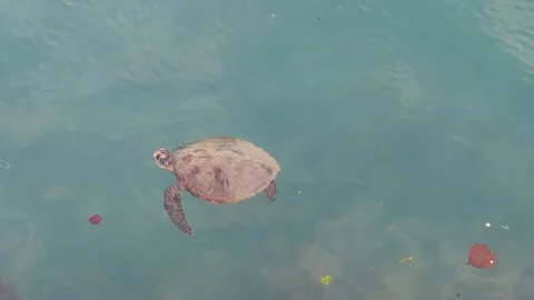 Turtle swims in clear tarquoise coastal water Stock Footage 267688049