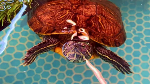 Turtle swims in clear water, enjoying its time in a home aquarium filled with Stock Footage 332049508