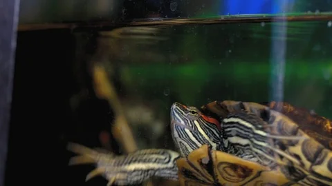 Turtle swims in clear water. Stock Footage 118930301