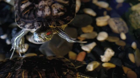Turtle swims in clear water. Stock Footage 118930320